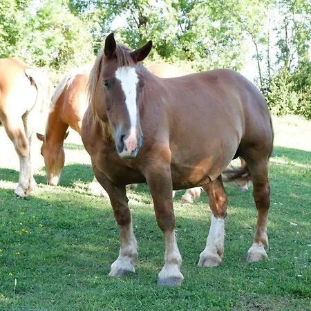 Nuevos Con Encanto Fio De Neu *