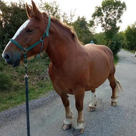 Nuevos Con Encanto Fio De Neu Apartman *