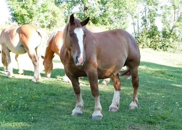 Nuevos Con Encanto Fio De Neu *