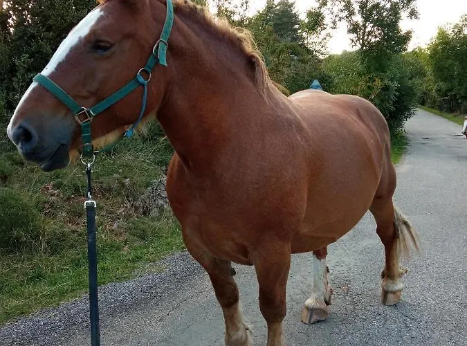 Nuevos Con Encanto Fio De Neu Lägenhet *